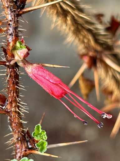 A single fuchsia colored flower extends downward from a brown stem covered in spikes. The tubular flower has thread like stamens and stigmas extending from its end. There are water droplets on the ends of the threads. A couple small green leaves are emerging from the stem below the flower. 