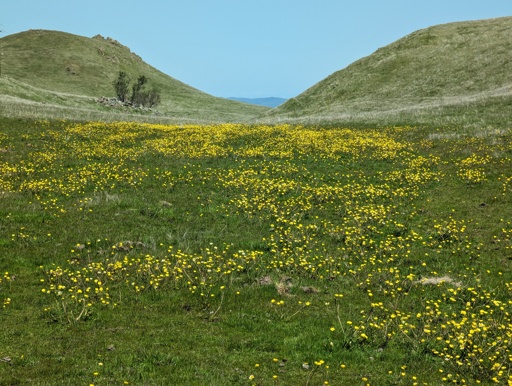 Hundreds of yellow buttercup flowers and the base of low grassy rolling hills. It's a sunny, warm day and there are cows mooing nearby.