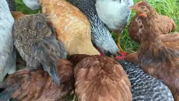 Fresh Feed For My Feathered Friends