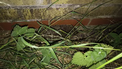 A hedgehog. It's well camouflaged.