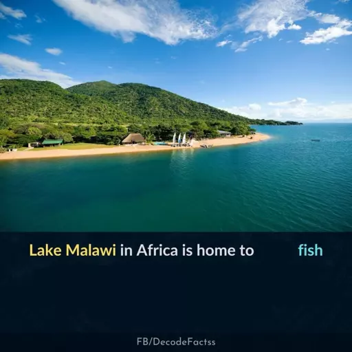 Lake Malawi in Africa is home to fish