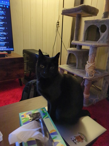 Lana Black Cat 