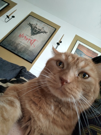 An orange cat, photo taken so it looks like a dad selfie