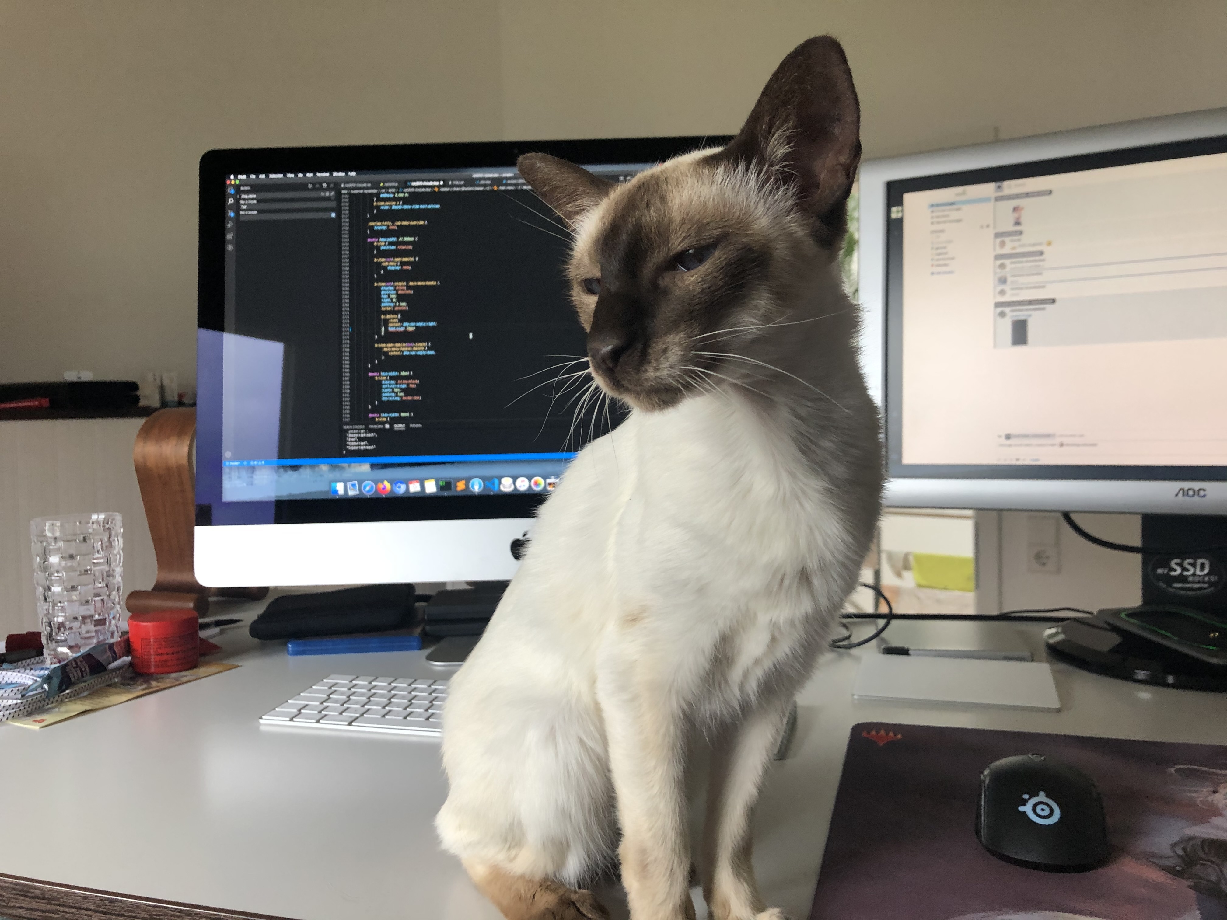 Siamese cat sitting on a desk in front a an iMac and a secondary screen