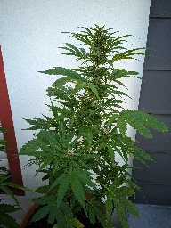 eine blühende Cannabispflanze