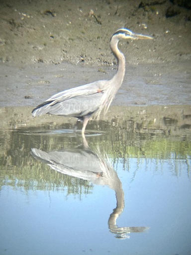 A tall wading bird stands in shallow water below an exposed mudflat. It is a tall wading bird mostly grey in color. A black band creates a mask at eye level. White bands highlight above and below the black band. There is a fringe of white feathers on the breast. There is an inverted mirror image of the bird reflecting on the waters surface. 