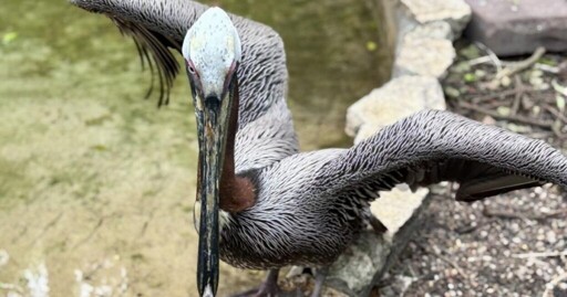 Pop the cork with Texas Zoo's Wild About Wine | News