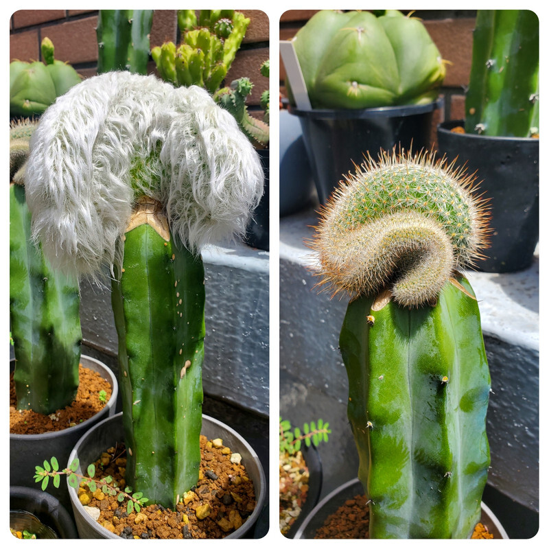 Collage of two grafted cacti