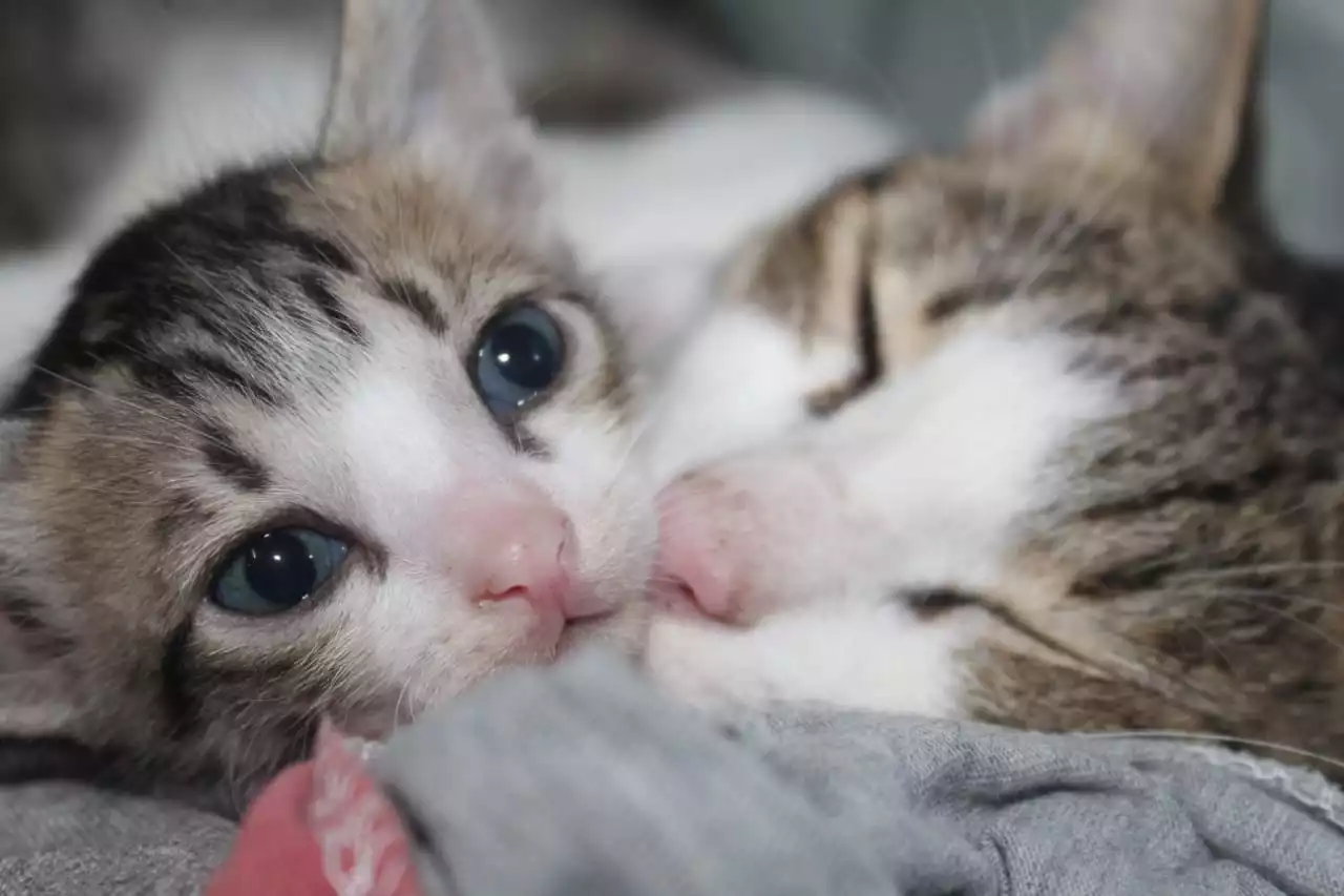 Ein Katzenbaby mit einer kleinen Stupsnase liegt neben einer schlafenden Katze