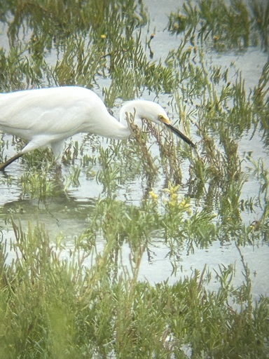 A large white wading bird in a few inches of water. The bird is crouched low as it strides forward with its head just above the water ready to strike its prey. 