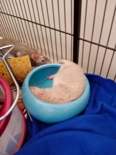 a rat sleeping in a blue bowl