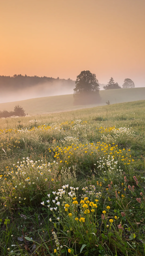 A meadow filled with dense yellow and white wildflowers extending toward distant rolling hills covered in mist, with several trees standing along the horizon under a soft orange sky. 