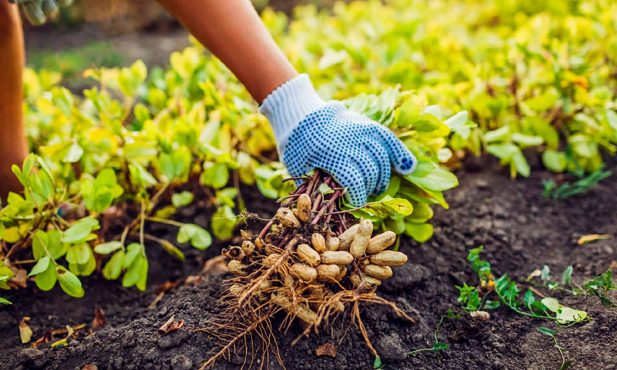 Peanuts freshly harvested from the soil
