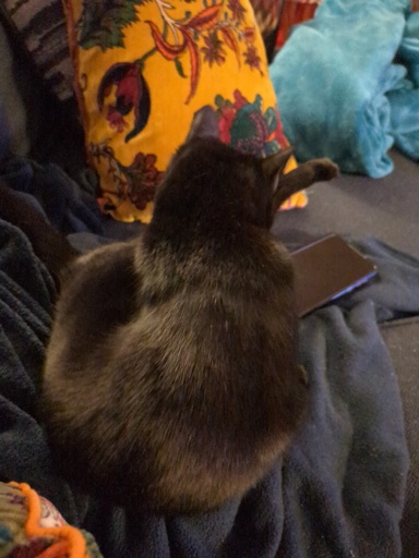 Black cat 