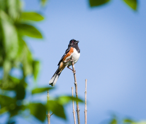 Eastern Towhee perching on a top branch. 