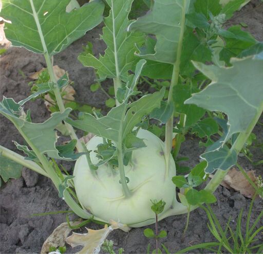 Foto von Kohlrabi auf dem Feld
