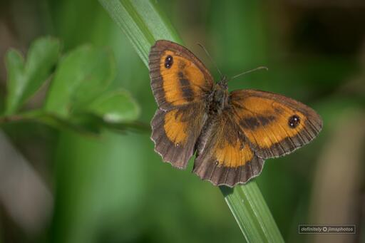 A close-up photo of an orange and brown butterfly resting on a vibrant green leaf. Its wings display detailed black spots along the edges
