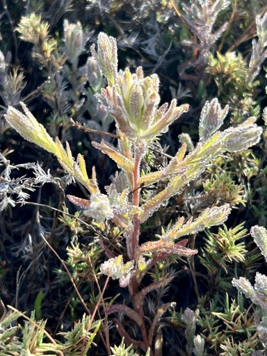 A small grey/green forb with thin red stems glistens in the morning dew. Small white flowers with yellow tips point upwards 