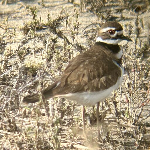 A bird standing in sparse vegetation on sandy soil. 