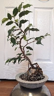 Root over rock ficus benjamina in homemade pot