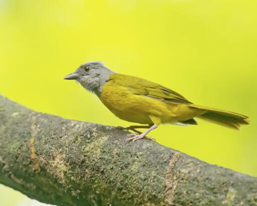 An alert bird with a gray head and yellow body is looking across the branch, presumably to his mate. (Not speculating here, I actually saw the birds copulating but in a spot too dark for me to get the shot). This is Gray-headed Tanager. The sky beyond is kind of a bright yellow-green. Photo by Peachfront. Osa Peninsula, Costa Rica.