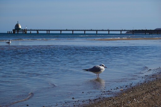 A gull on a wet beach. The baltic sea is visible in the background as well as a sea bridge. 
