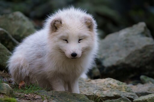 Ein kleiner fluffiger, weisser Fuchs guckt niedlich.