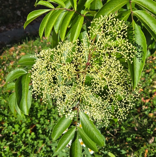 Flower cluster of Black Elderberry, Sambucus canadensis