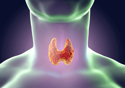 picture of thyroid gland