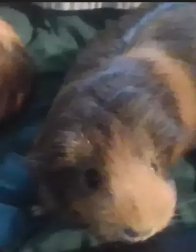 A blurry picture of a brown guinea pig on a green blanket.
