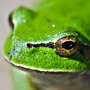 LeFrog