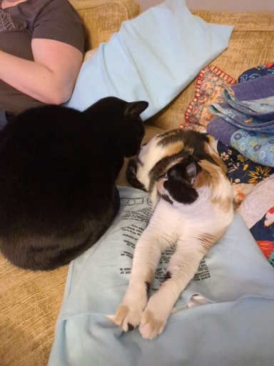 Two cats on a heating pad