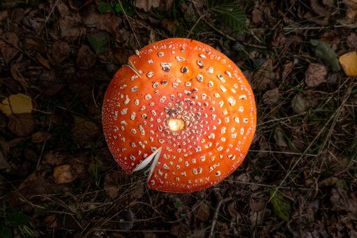 A top down of a mushroom that is reddish-orange in color. There are what looks like white-yellowish blots on the top of the mushroom. It is most likely a fly amanita.