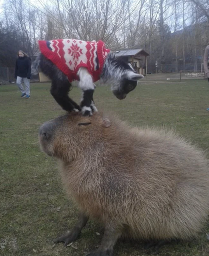 A goat standing on a capybaras head.