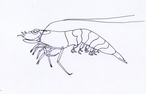 a line drawing of a shrimp