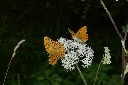 Insektenfreundlich Gärtnern