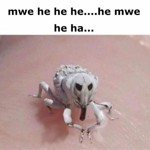 photo of a white weevil bug rubbing its hands together with the caption spelling out and evil villain laughing