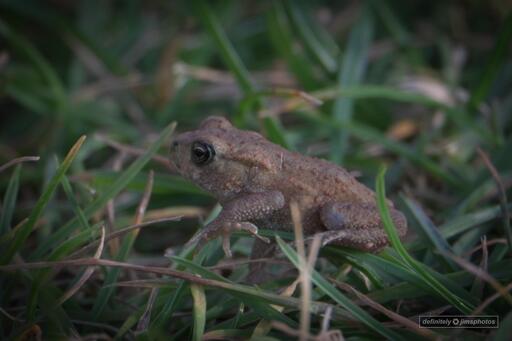 a photograph of a small toad