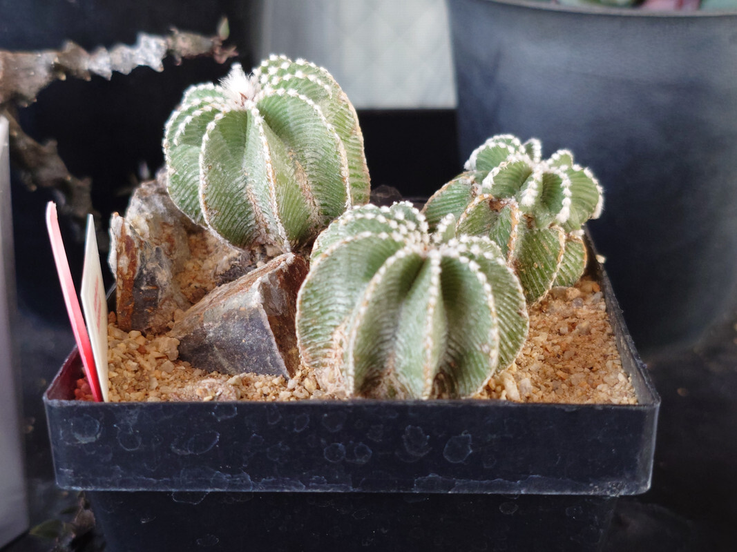 Unedited and edited photos of various cacti