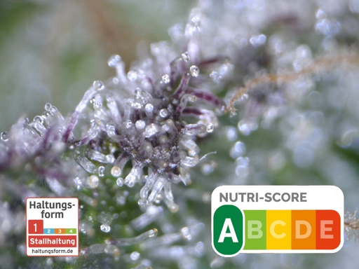 Nahaufnahme von lilanen Cannabistrichomen, einige bernsteinfarben. Haltungsklasse 1, Nutriscore A.