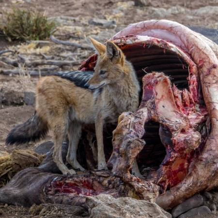 Immagini di repertorio: uno sciacallo nel proprio habitat