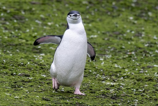 Ein Pinguin läuft tollpatschig auf die Kamera zu.