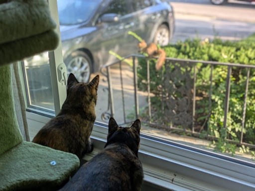 Two cats watching a squirrel through a window.
