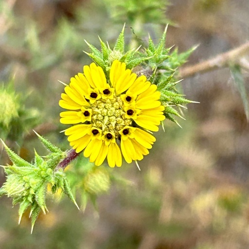 A small yellow disc shaped flower. The flower petals radiate from the center and have dark spots at their base. 