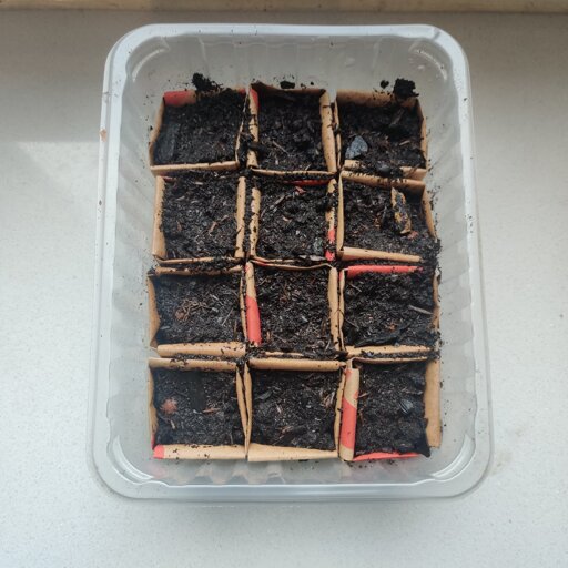 A number of earth-filled origami boxes in a plastic container.