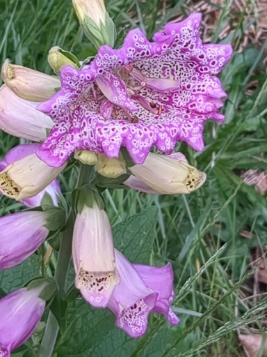 Image shows a plant with a big, pink, irregularily shaped flower on top.