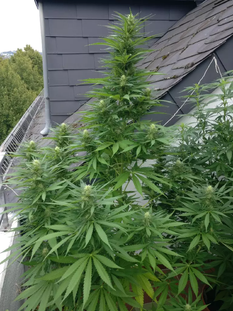 A blooming cannabis plant
