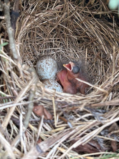 A pink skinned featherless hatchling bird with eyes still closed and mouth wide open sits in a nest beside two speckled eggs. 