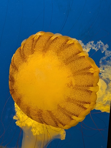 Orange Jelly Fish on Blue background.