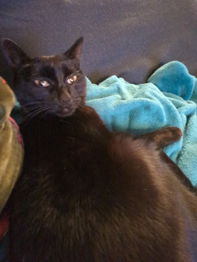 black cat 